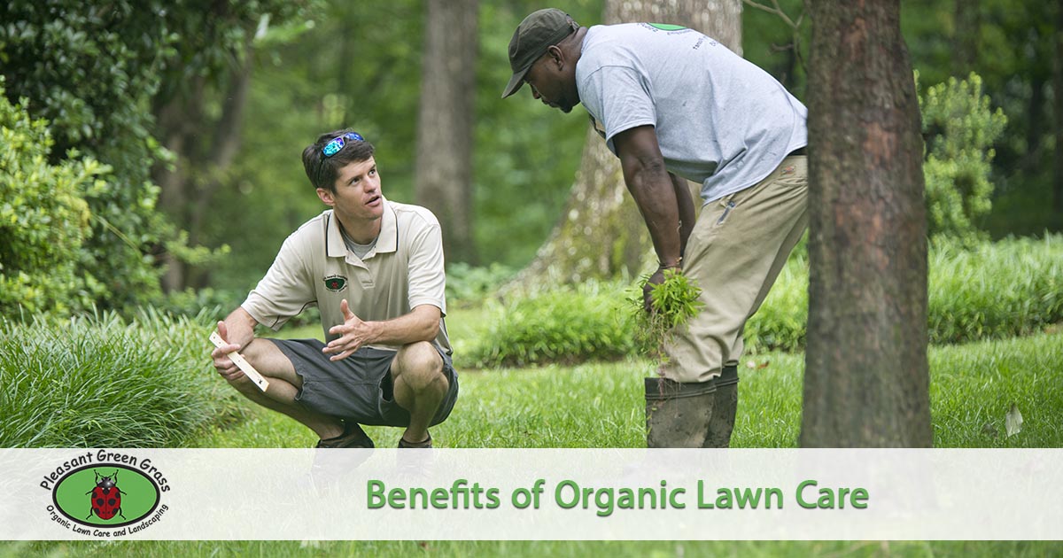 organic lawn care