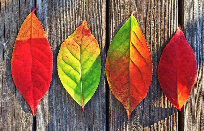 5 Tips to Ease Fall Allergies in Louisiana