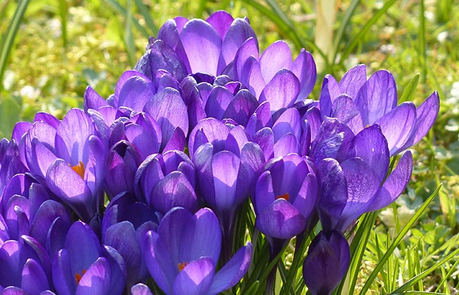 10 Springtime Activities for Your Senior Loved Ones