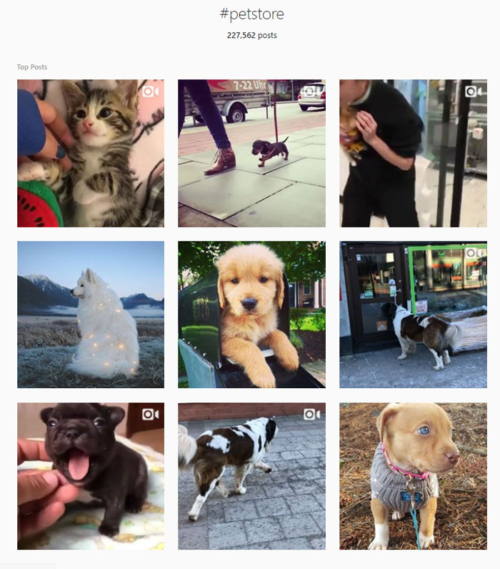 Instagram Top Posts For #petstore