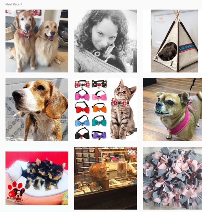 Instagram Most Recent Posts For #petstore