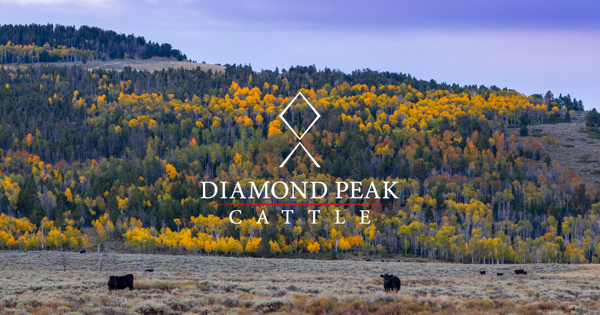 home-diamond-peak-cattle-company-colorado
