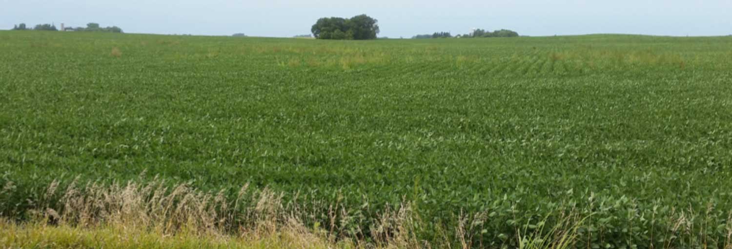 soybean field with weed pressure after spraying glyphosate