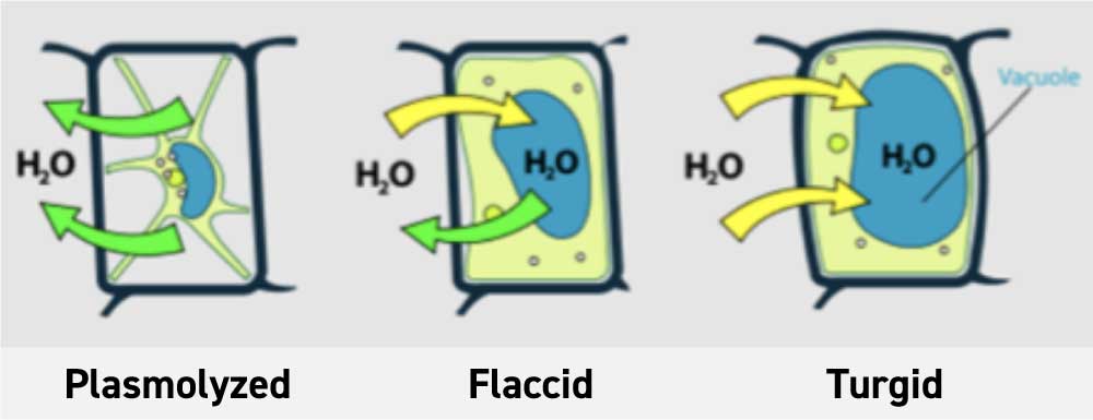 three stages of cells during a plant's lifespan