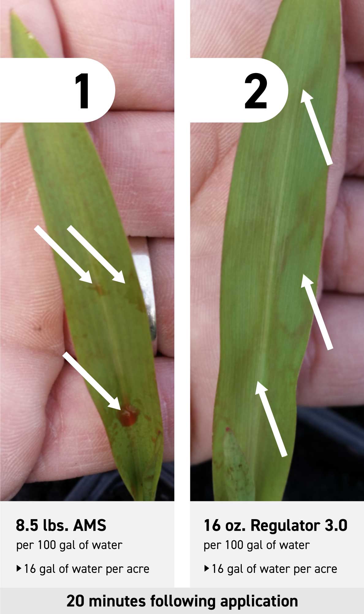 comparing the effectiveness of AMS and Regulator 3.0 as a water conditioner