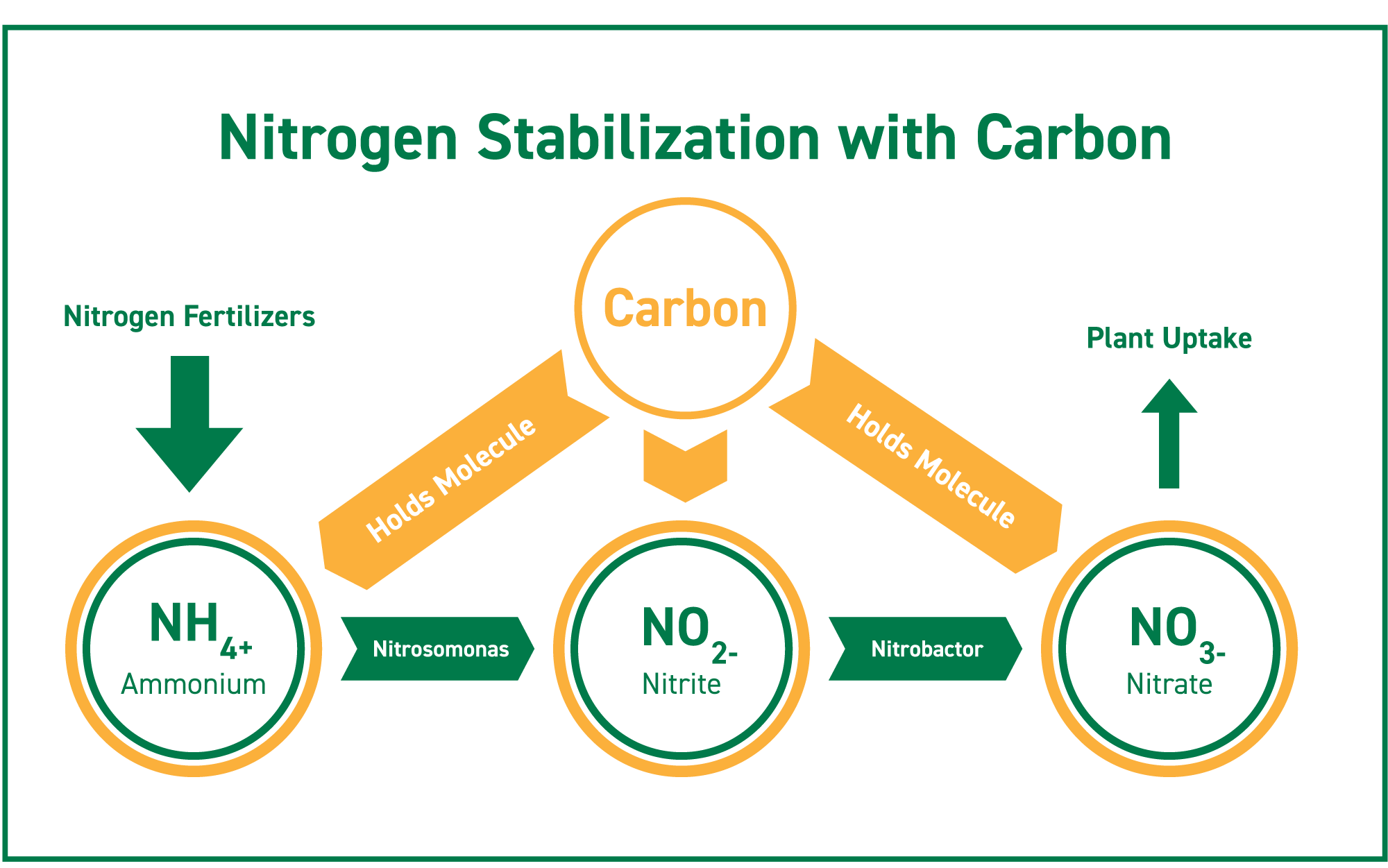 Carbon can help stabilize all three forms of nitrogen: ammonium, nitrite, and nitrate