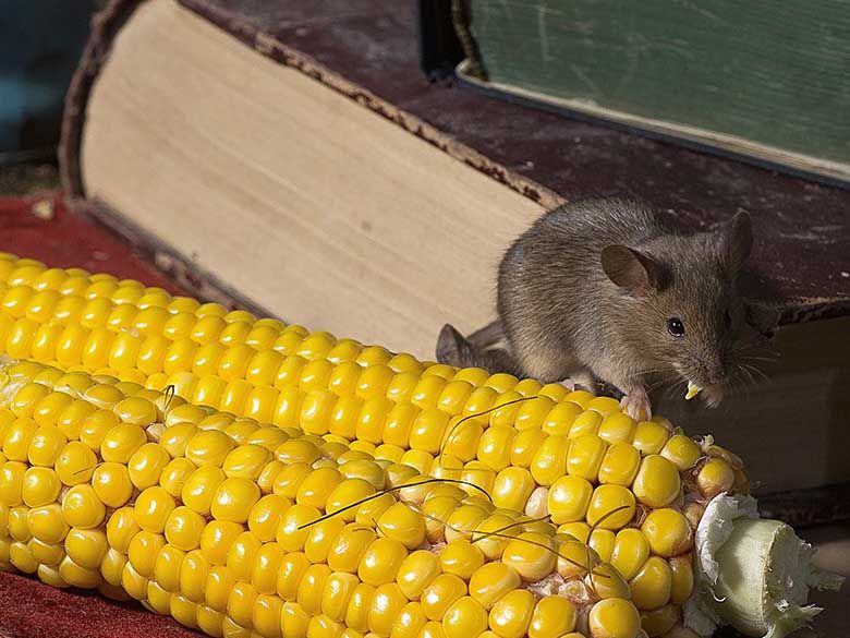 Professional pest inspectors see signs of mouse infestations