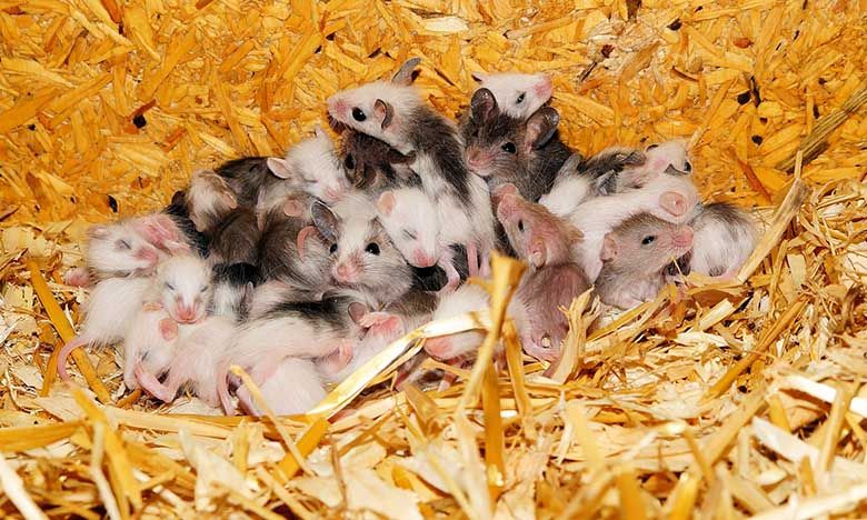Regular pest control keeps pests from multiplying rapidly