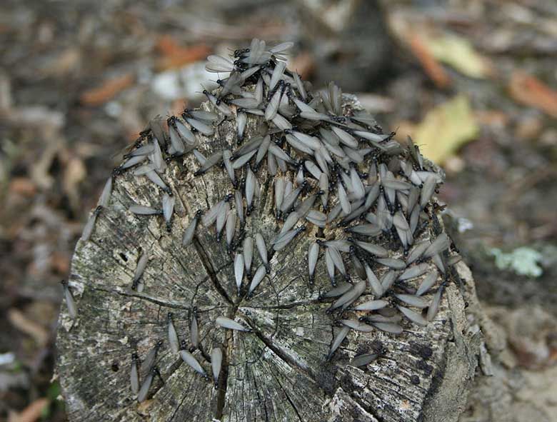 Queensland’s termites damage wood structures