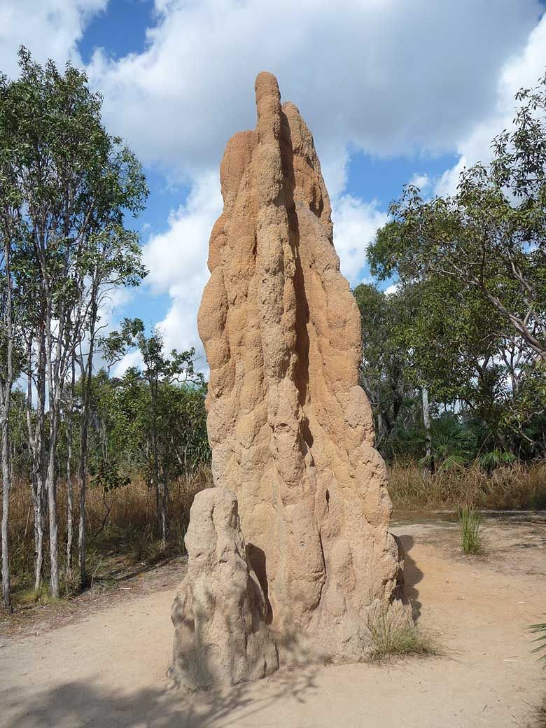 Termite inspections find termites’ in-ground homes