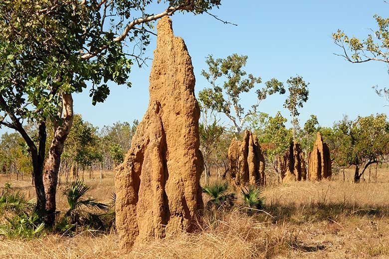 Termite protections required by Australian Government