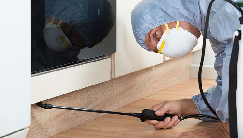 Eliminate termite infestations