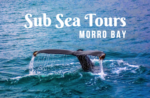sub sea tours morro bay