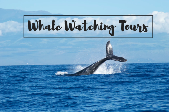 morro bay whale watching tours