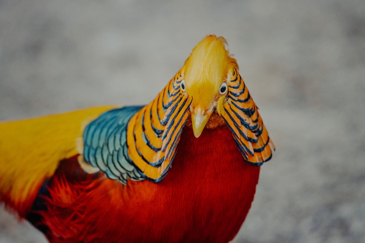 +50 Bird Colors Palette with HEX Codes - Eggradients.com