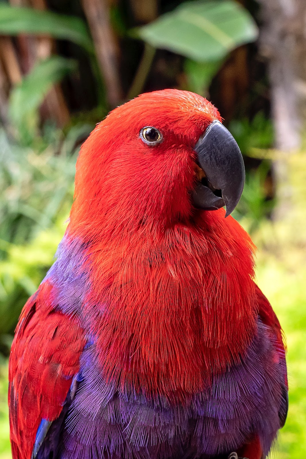 +50 Bird Colors Palette with HEX Codes - Eggradients.com