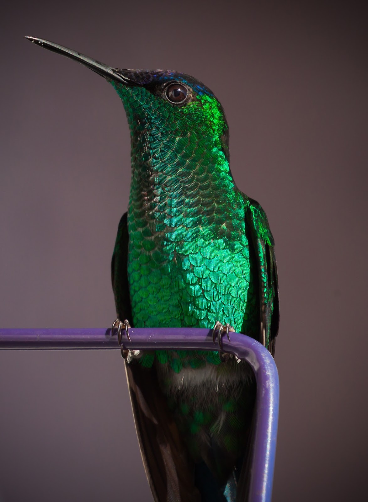 +50 Bird Colors Palette with HEX Codes - Eggradients.com