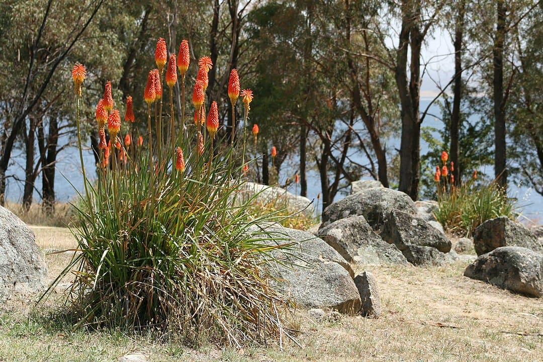 Red Things: +100 Examples of Dazzling Reds in Nature - Eggradients.com