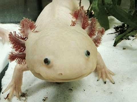 +100 Pink Things in Nature: Plants, Animals and Minerals - Eggradients.com