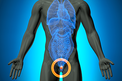 Male anatomy, location of the prostate