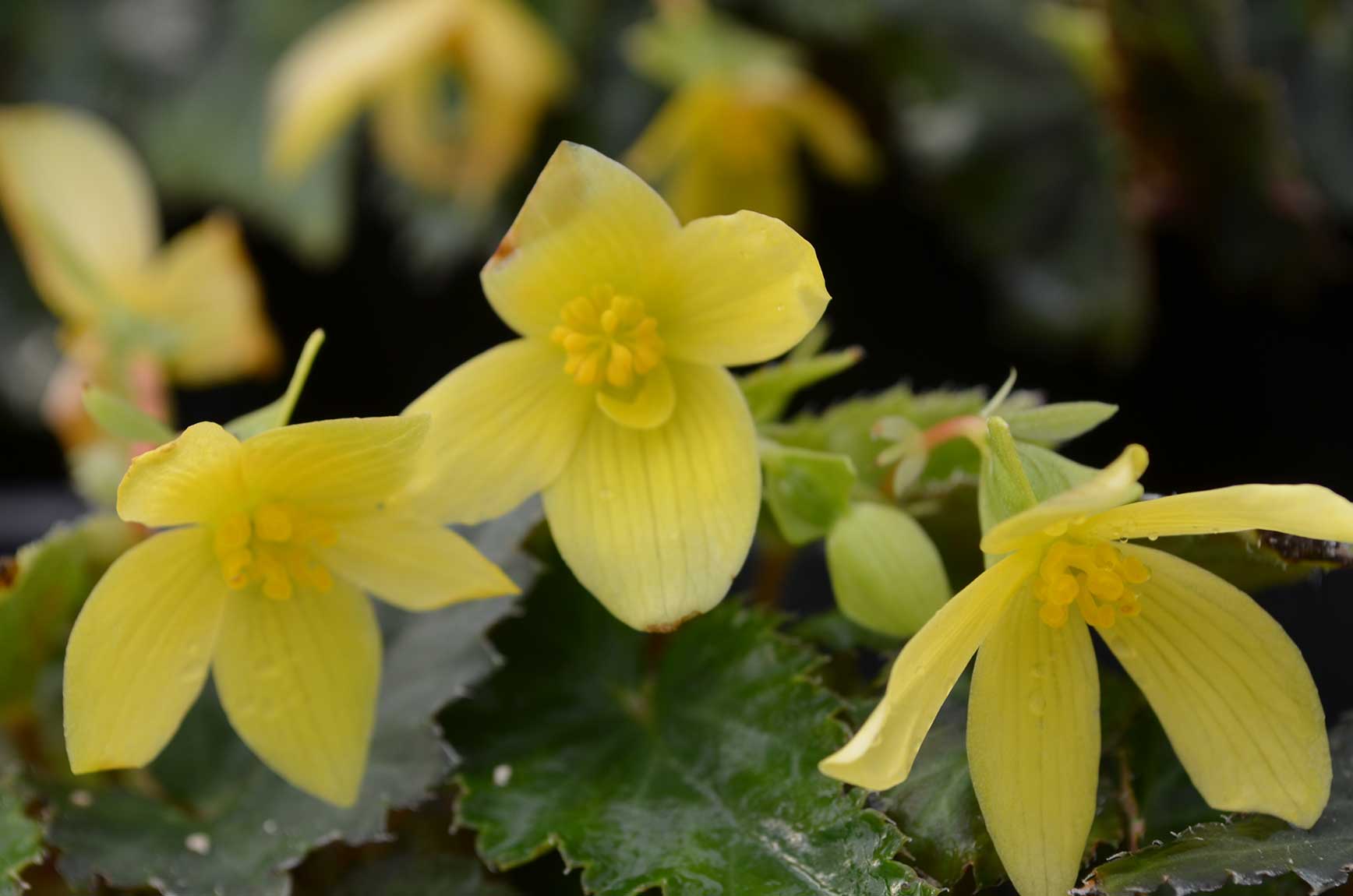 Begonia Mistral Yellow Floral Acres