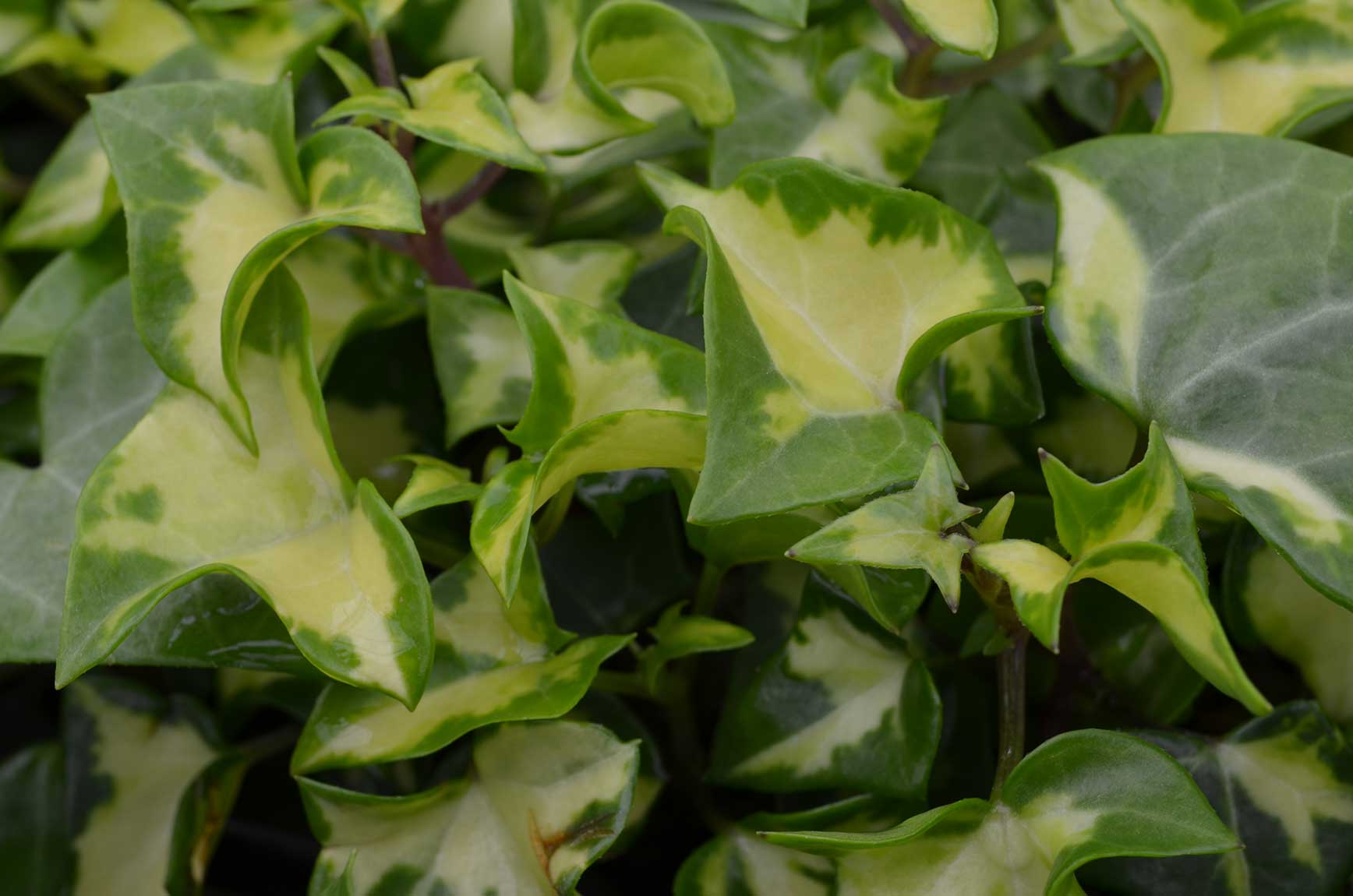 Ivy German Variegated (Wax Leaf) Floral Acres