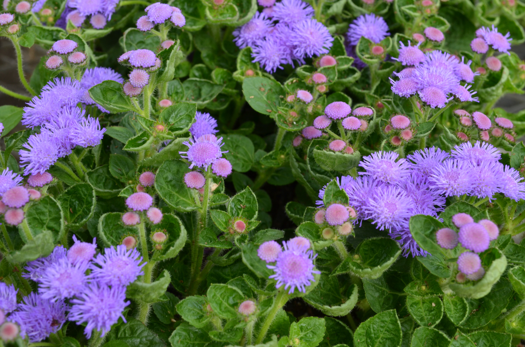 Bedding Plants Fl Acres Bedding Plants