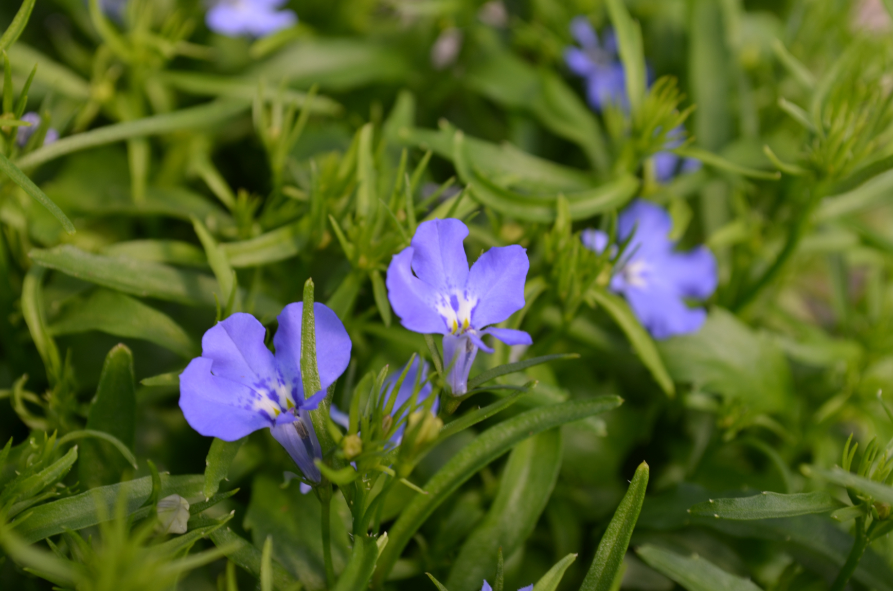 Lobelia Riviera Marine Blue Floral Acres