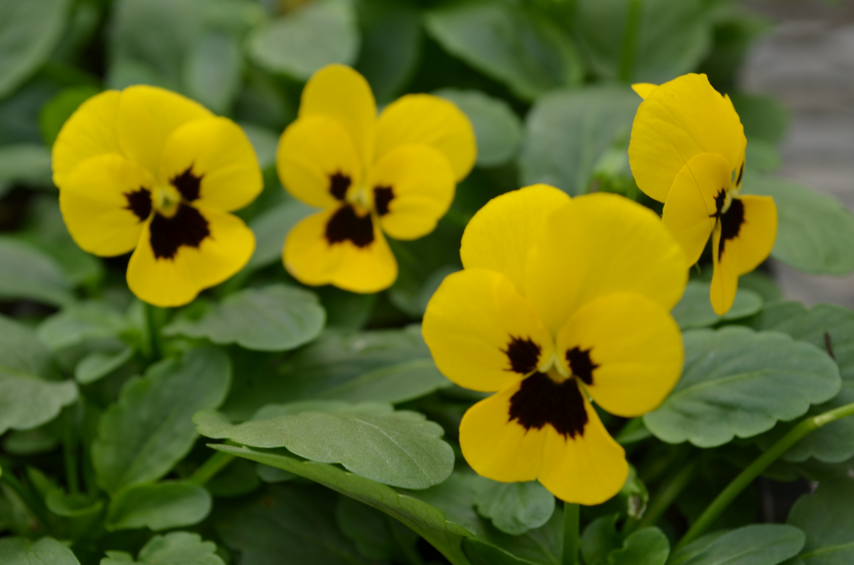 Viola Sorbet Xp Yellow Blotch Floral Acres