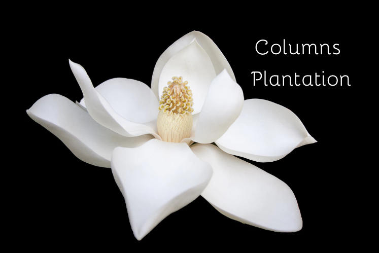 Columns Plantation