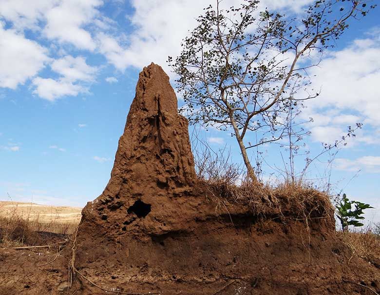 Brisbane termite services know where termites hide