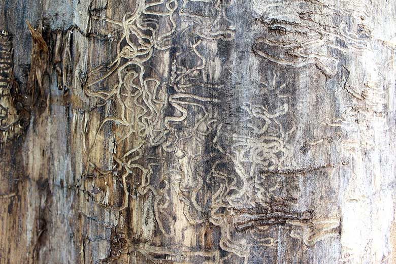 Professional termite treatment stops property damage