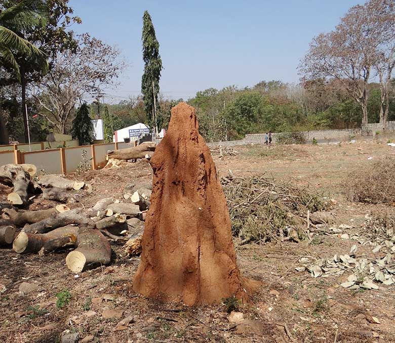 Termite treatment costs go towards protecting property value