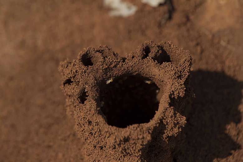 Termite management systems detect new activity