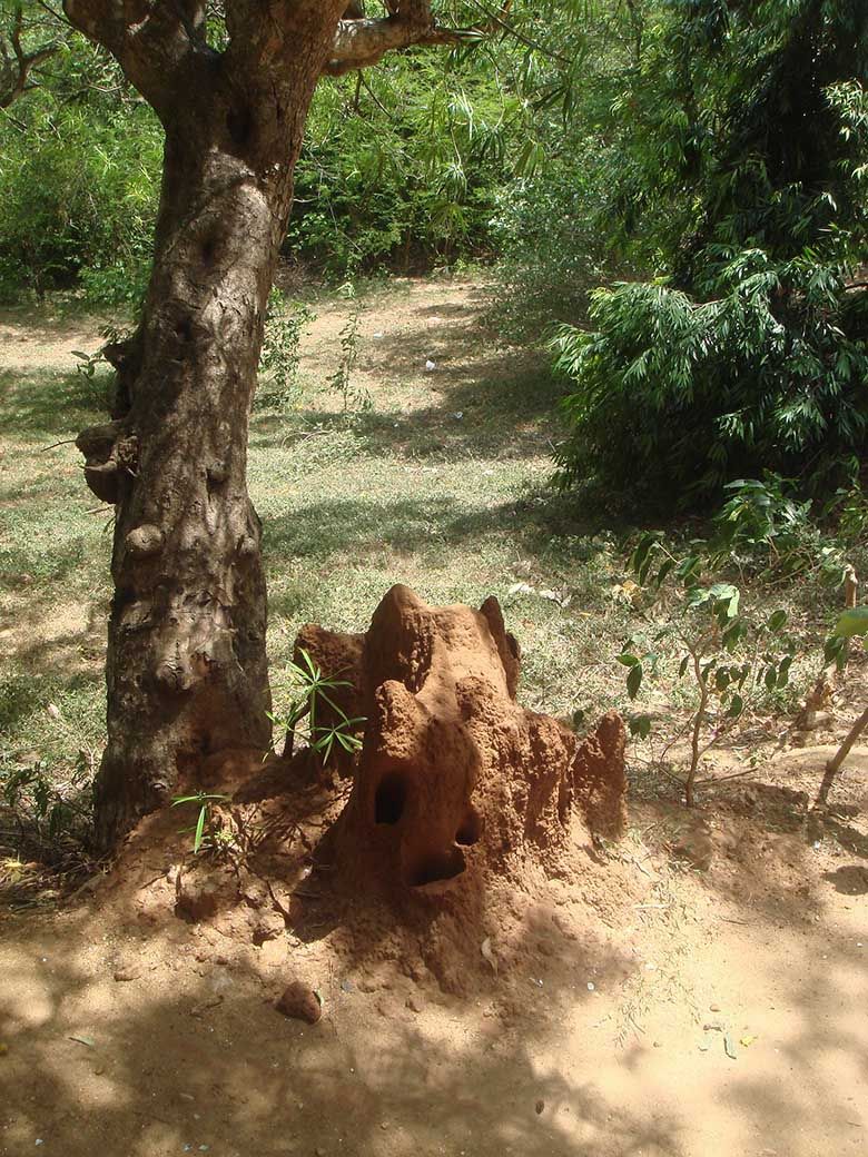Emergency termite inspections for large infestations