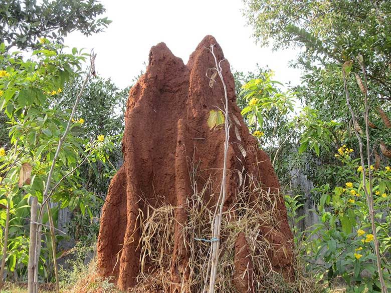 Termite baits are effective when colonies shrink