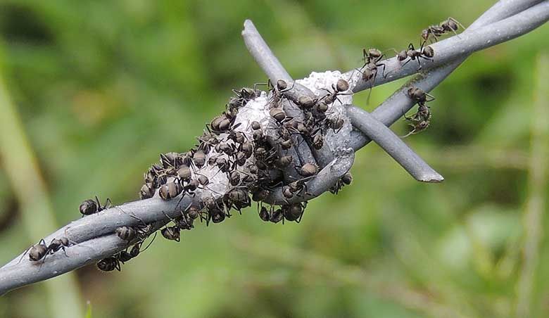 How much does an ant extermination cost?