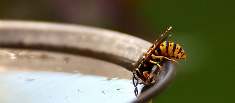 wasp control