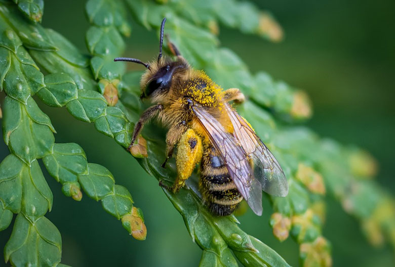 wasps in australia