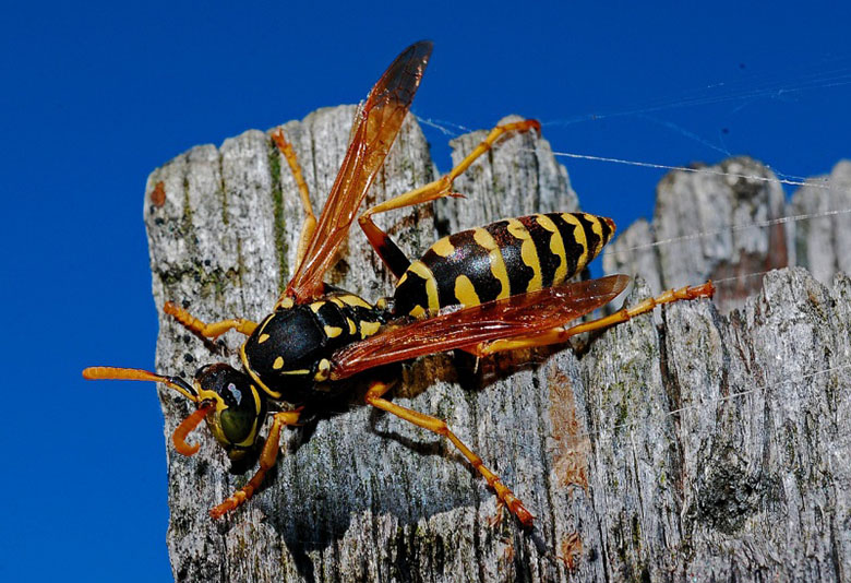 wasp control australia
