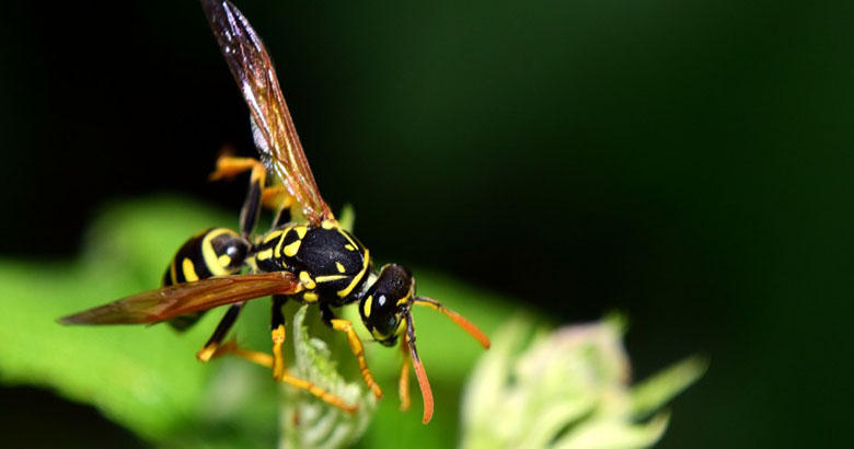 wasp prevention