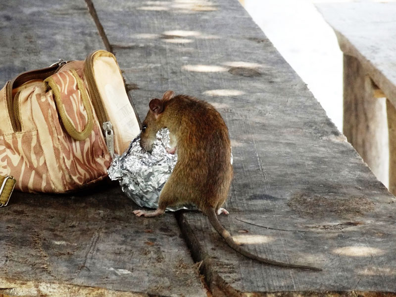 Rat control in australia