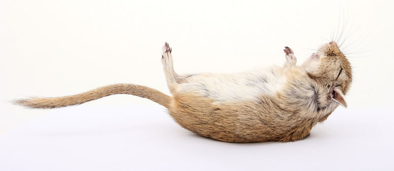 rat control with a trap
