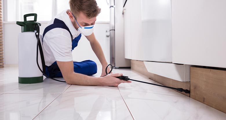 kitchen pest inspection