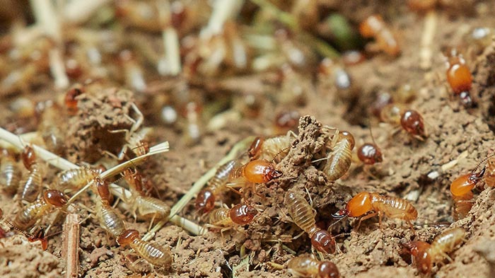 Pest inspections find termites in Logan homes