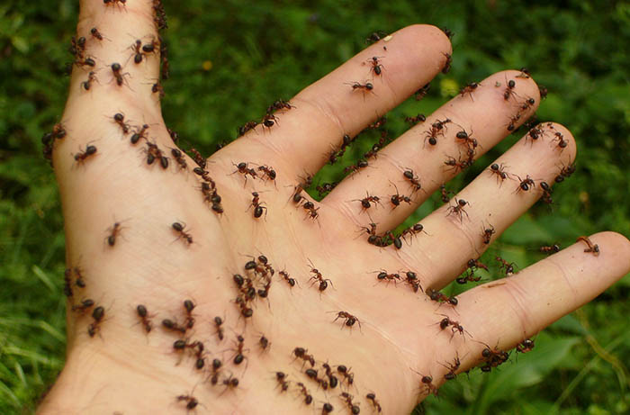 Pest inspections can find other Logan-area pests
