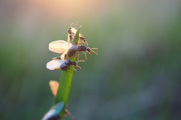 Many people confuse flying termites with flying ants