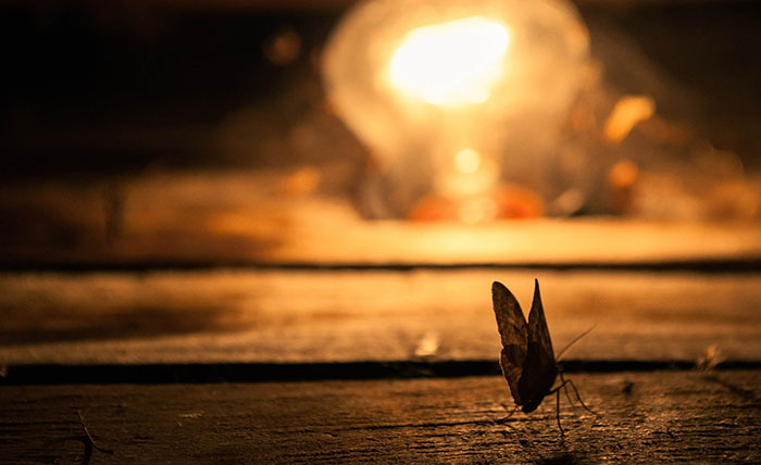 Like moths, flying termites are attracted by light