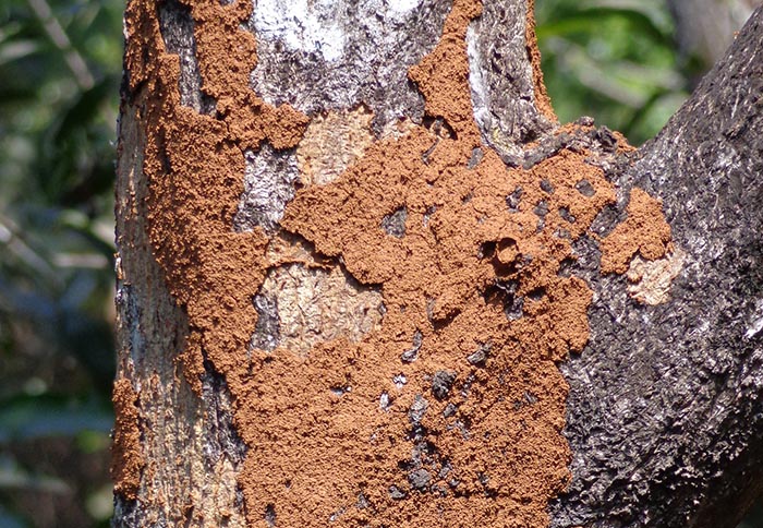 Flying termites’ offspring eat wood, making flying termites dangerous