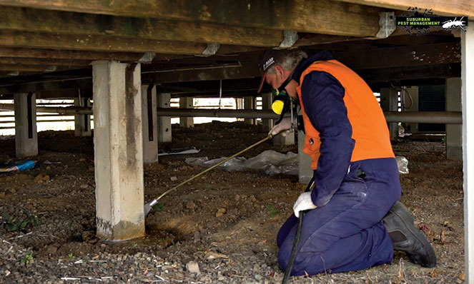 Save money down the road with regular pest inspections